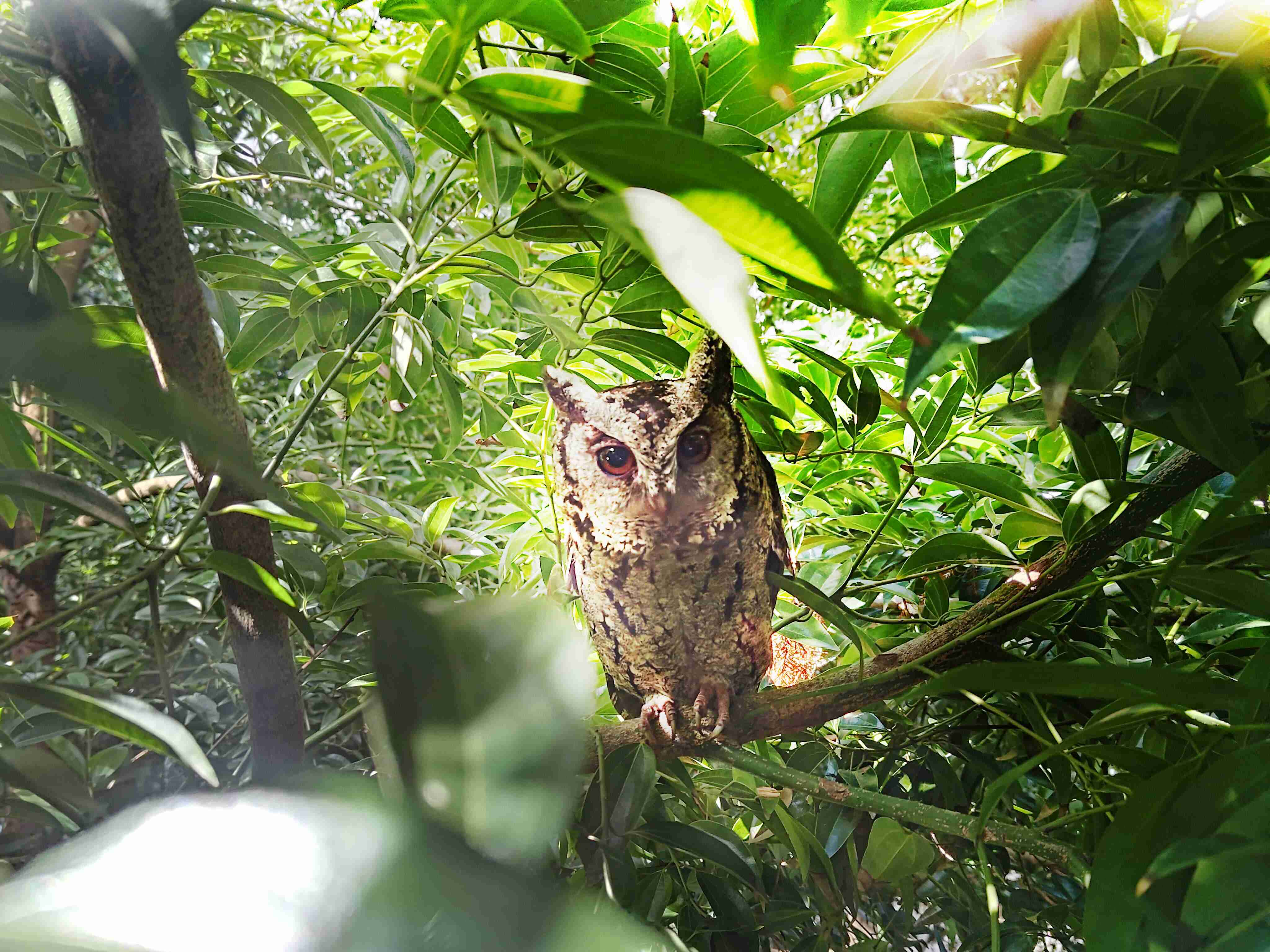 888.BY集团电子游戏致力提倡净零绿生活，，16年以来在全球各厂区植树逾百万棵，，造就各厂区树木蔚然成林，，，犹如森林工厂，，，成为许多生物的栖息地